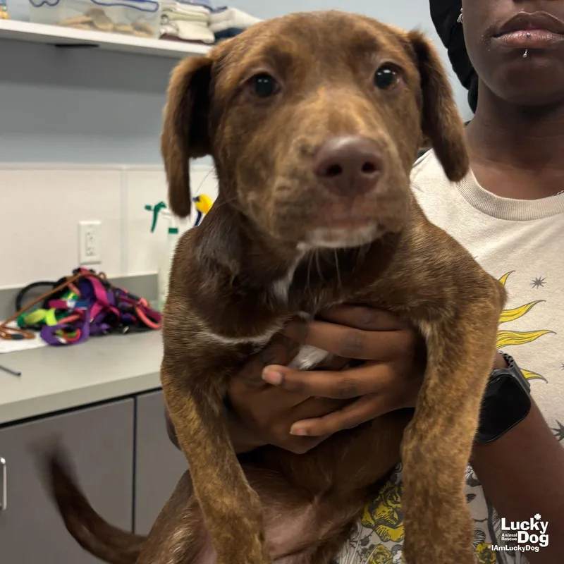 A baby large-sized female Labrador Retriever dog named Miss Munch for adoption in Washington, DC