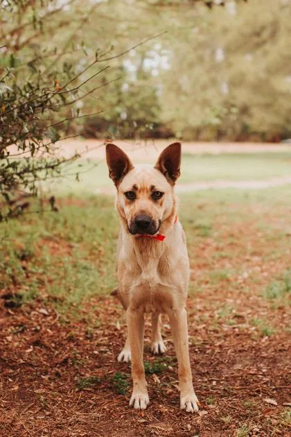 A Canela thumbnail 2