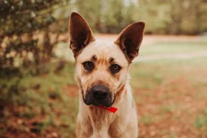 A Canela thumbnail 3