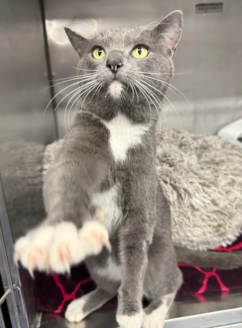 An adult medium-sized male Domestic Short Hair cat named Tiny Tim for adoption in Blaine, MN