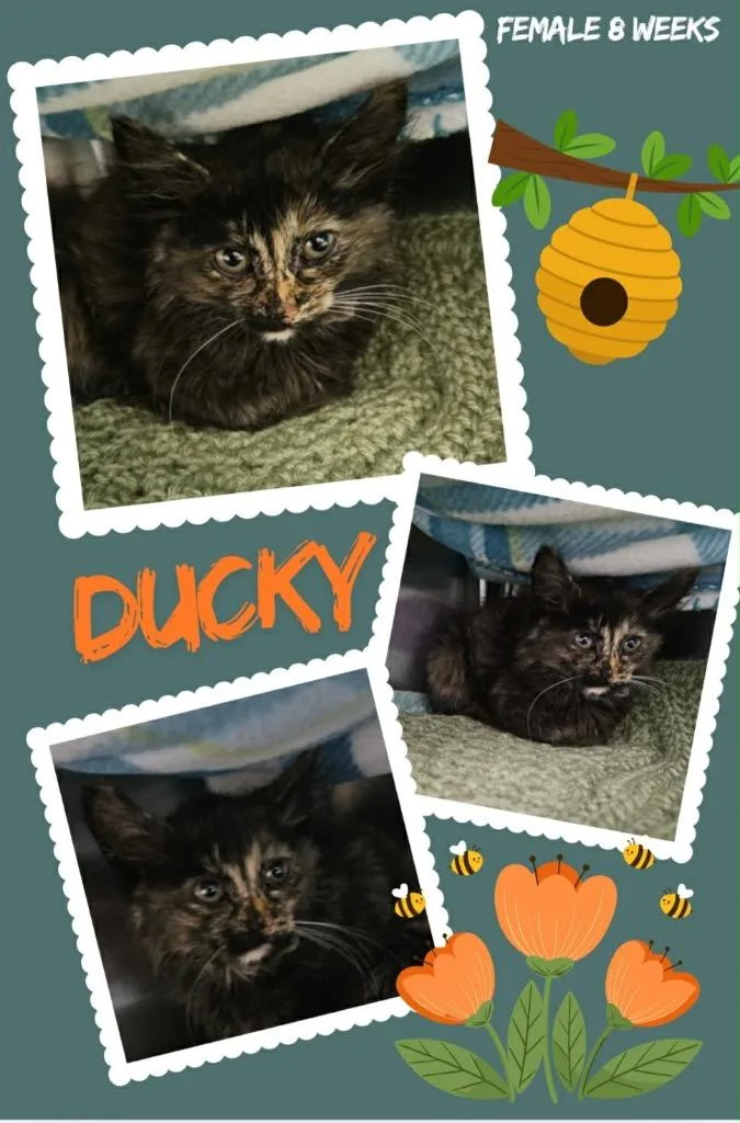 Ducky