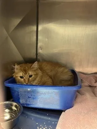 An adult medium-sized female Domestic Medium Hair cat named Queen Allie for adoption in Fishers, IN