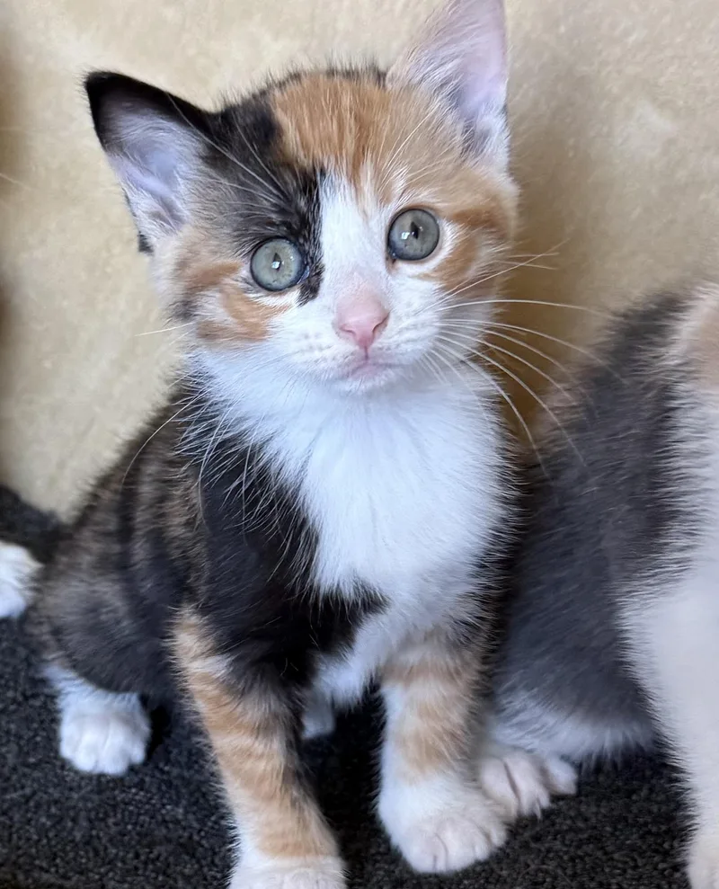 A baby medium-sized female Calico cat named Questa and Quinn for adoption in Costa Mesa, CA