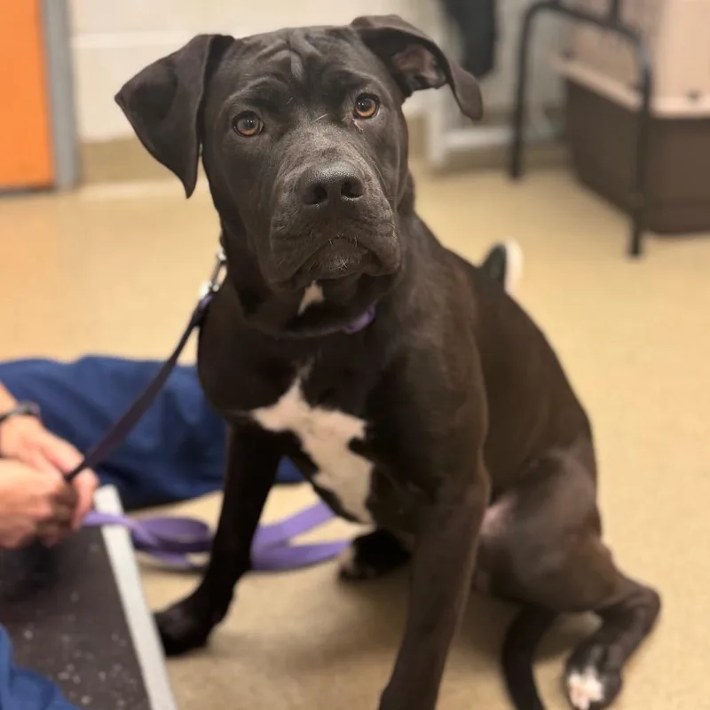 A young medium-sized female Mixed Breed dog named Lucy for adoption in Birdsboro, PA