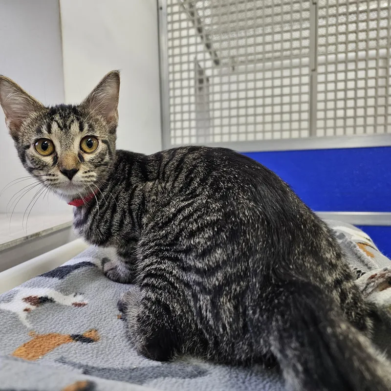 A baby medium-sized female Tabby (Gray / Blue / Silver) Domestic Short Hair cat named Monnie for adoption in Dunkirk, NY