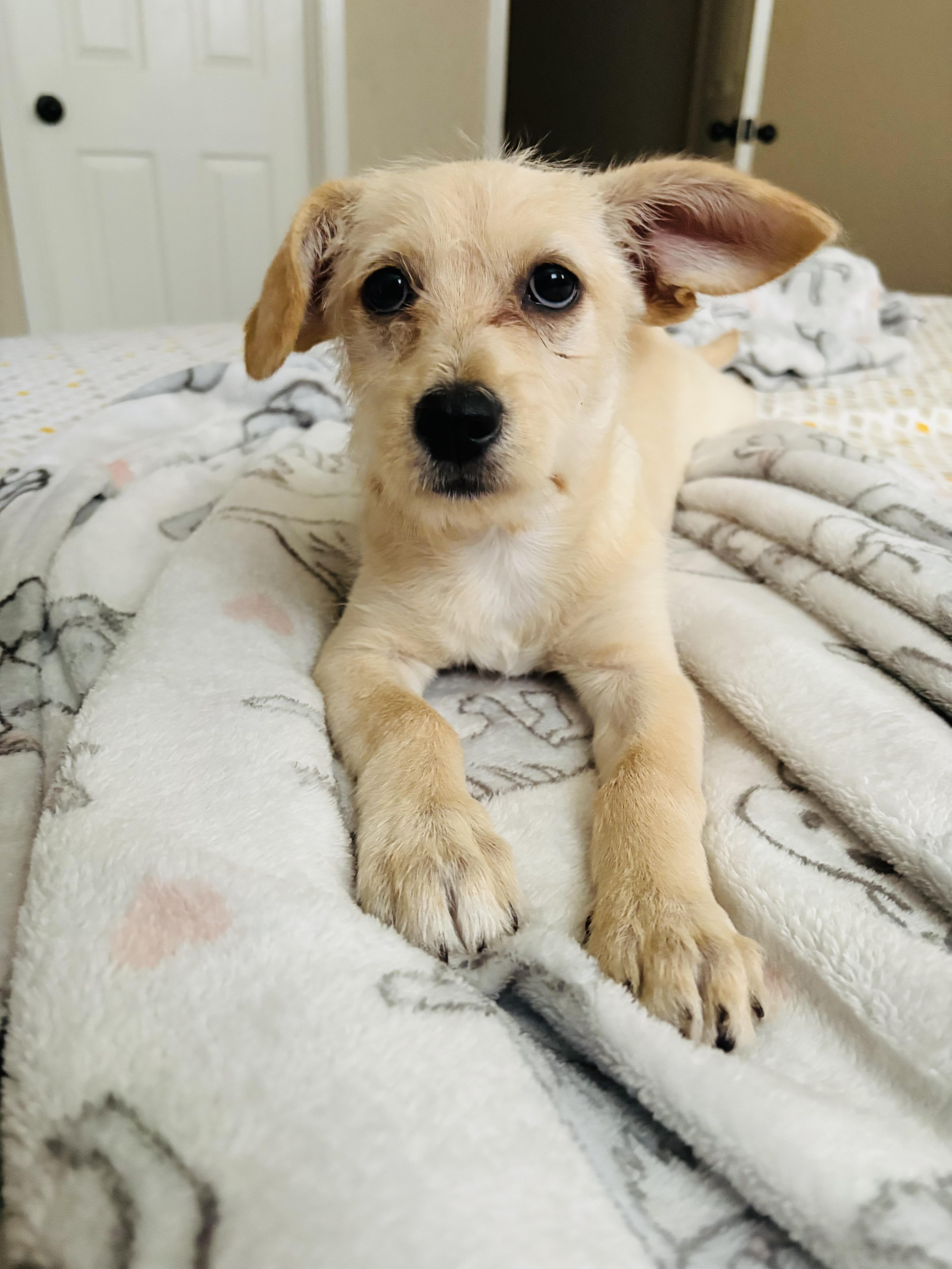 A baby small-sized female Wirehaired Terrier dog named Pearl for adoption in San Antonio, TX