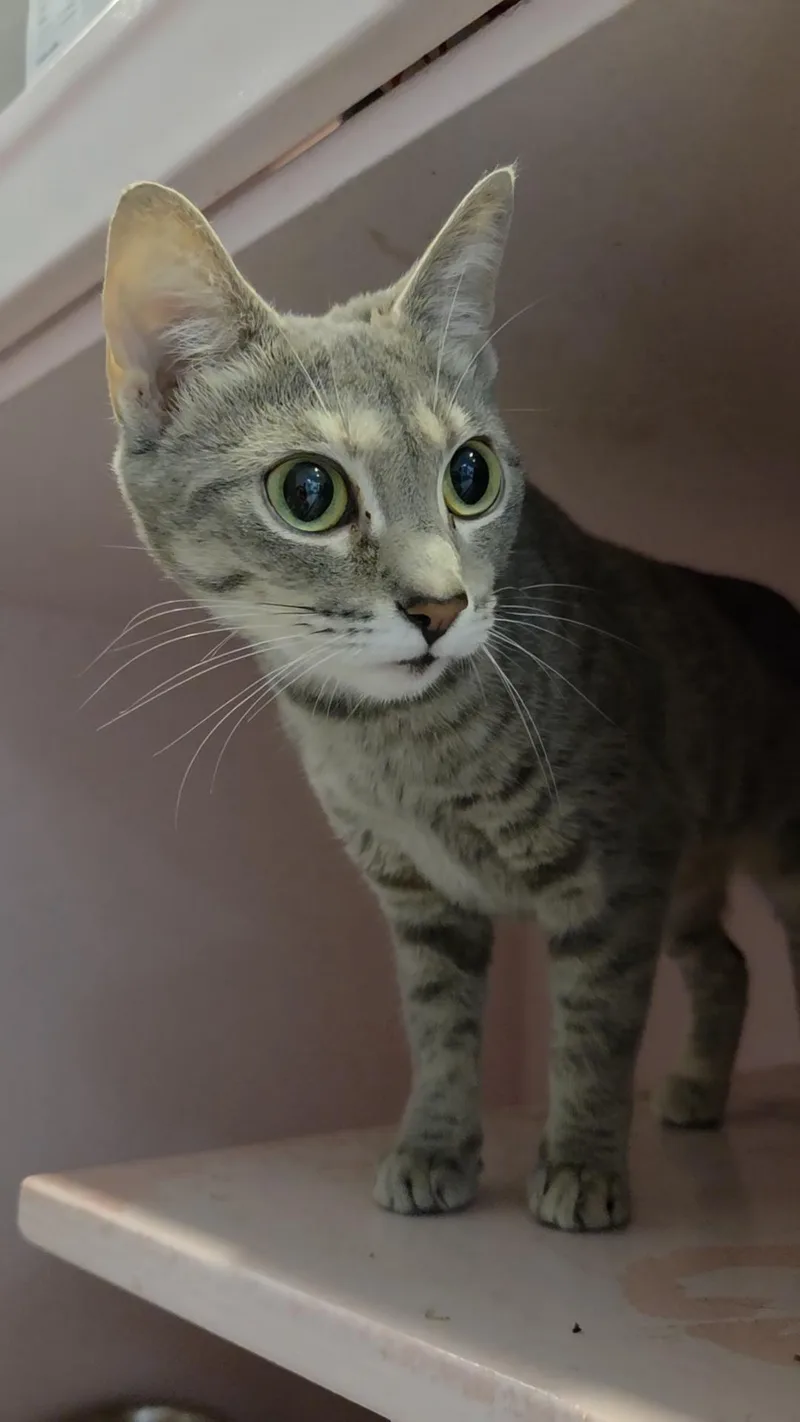 A baby medium-sized female Tabby (Gray / Blue / Silver) Domestic Short Hair cat named Wisteria for adoption in Charleston, SC
