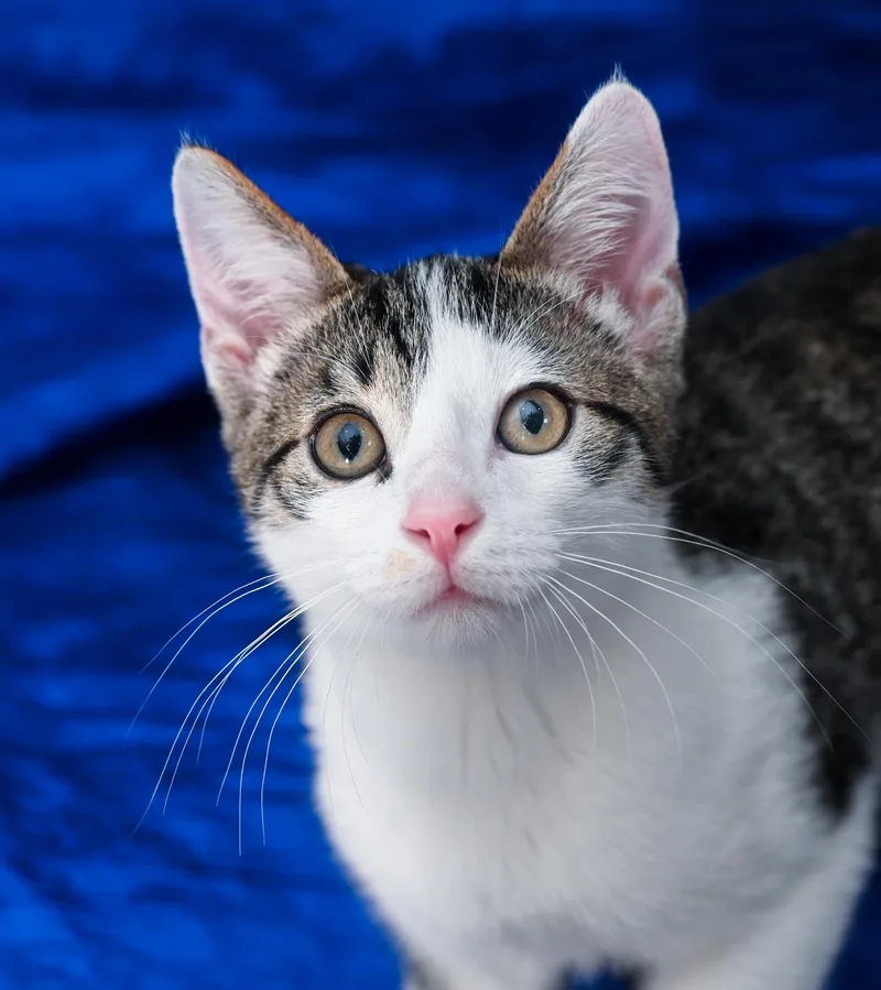A baby medium-sized male Tabby (Brown / Chocolate) Tabby cat named Peppo for adoption in Chattanooga, TN
