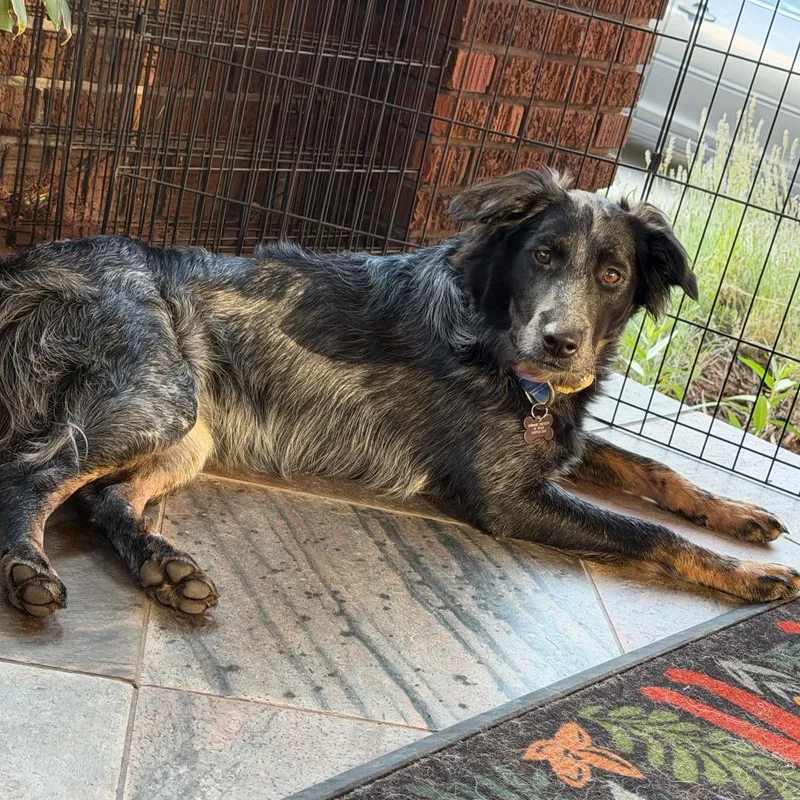 A young medium-sized female Gray / Blue / Silver Australian Cattle Dog / Blue Heeler dog named Denim for adoption in Murray, UT
