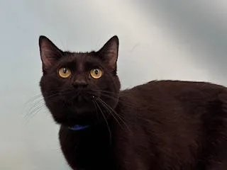 An adult small-sized male Domestic Short Hair cat named Buddy for adoption in Coon Rapids, MN