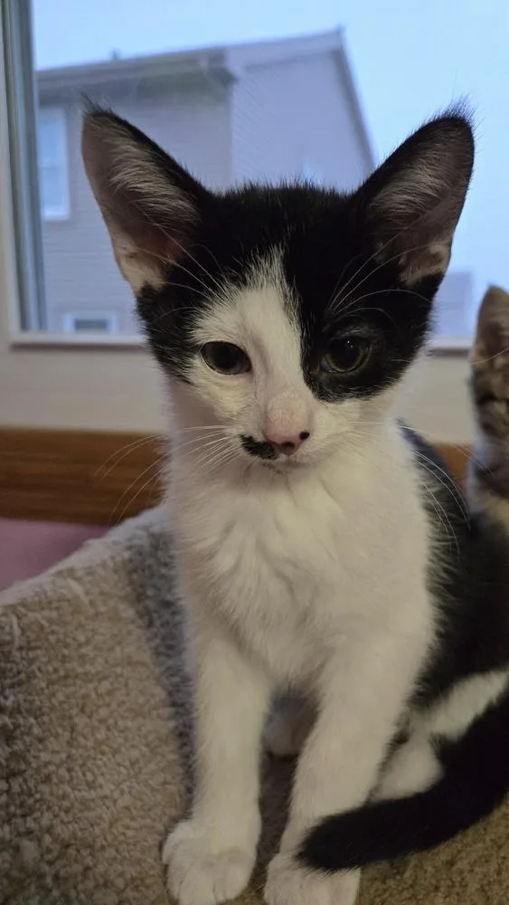 A baby small-sized male Black & White / Tuxedo Domestic Short Hair cat named Moe for adoption in Union Grove, WI