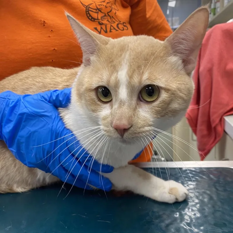 An adult large-sized male Domestic Short Hair cat named WAGSStray for adoption in Westminster, CA