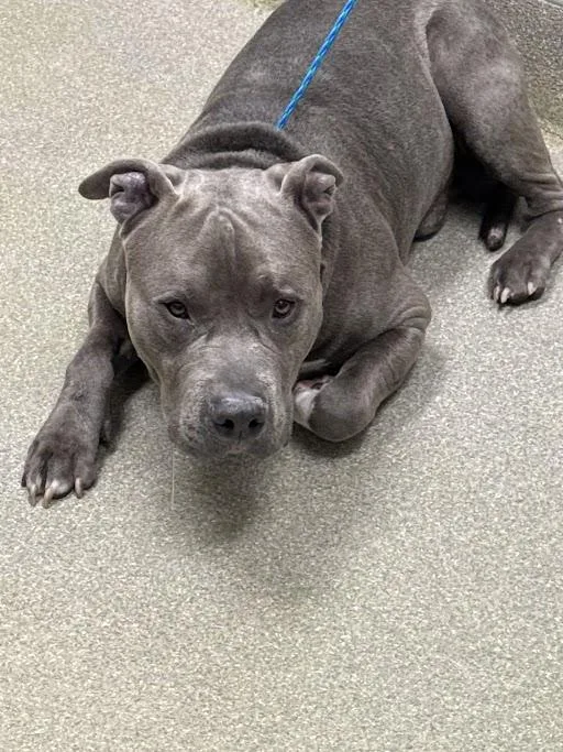 An adult large-sized male Pit Bull Terrier dog named Blanket for adoption in Las Vegas, NV