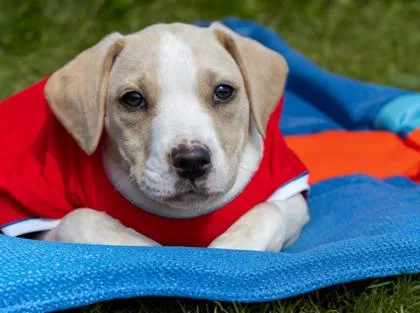 A baby medium-sized female Labrador Retriever dog named Louise for adoption in West Chester, PA