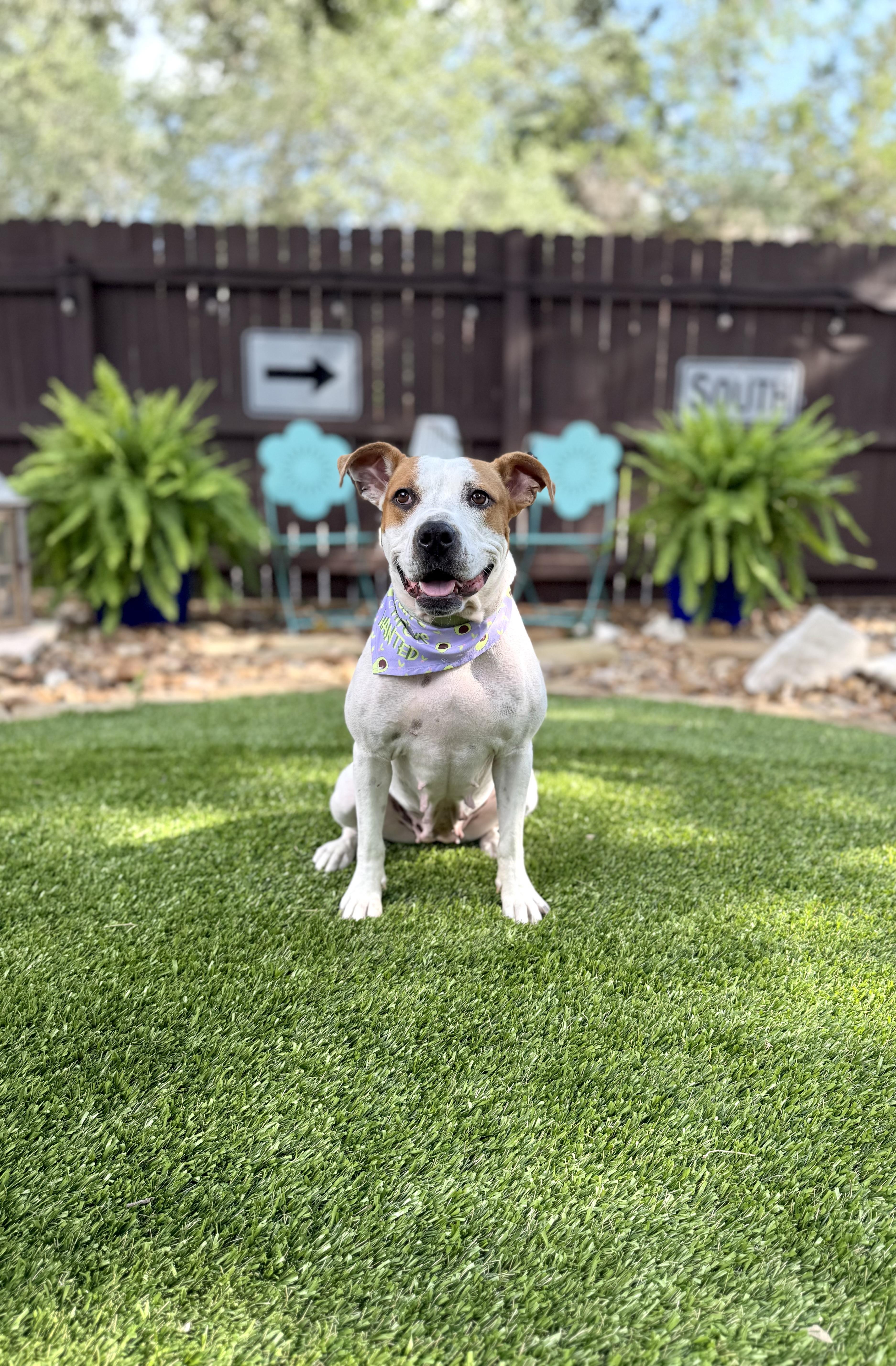 Roxy
