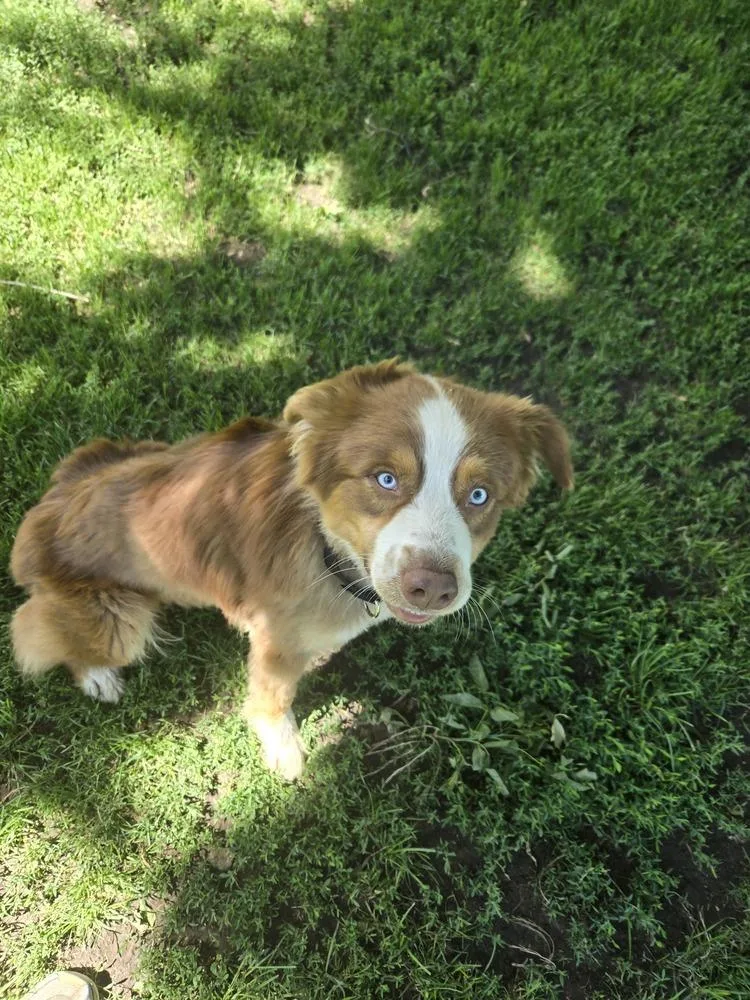 A young medium-sized male Australian Shepherd dog named Slate for adoption in Ringwood, IL