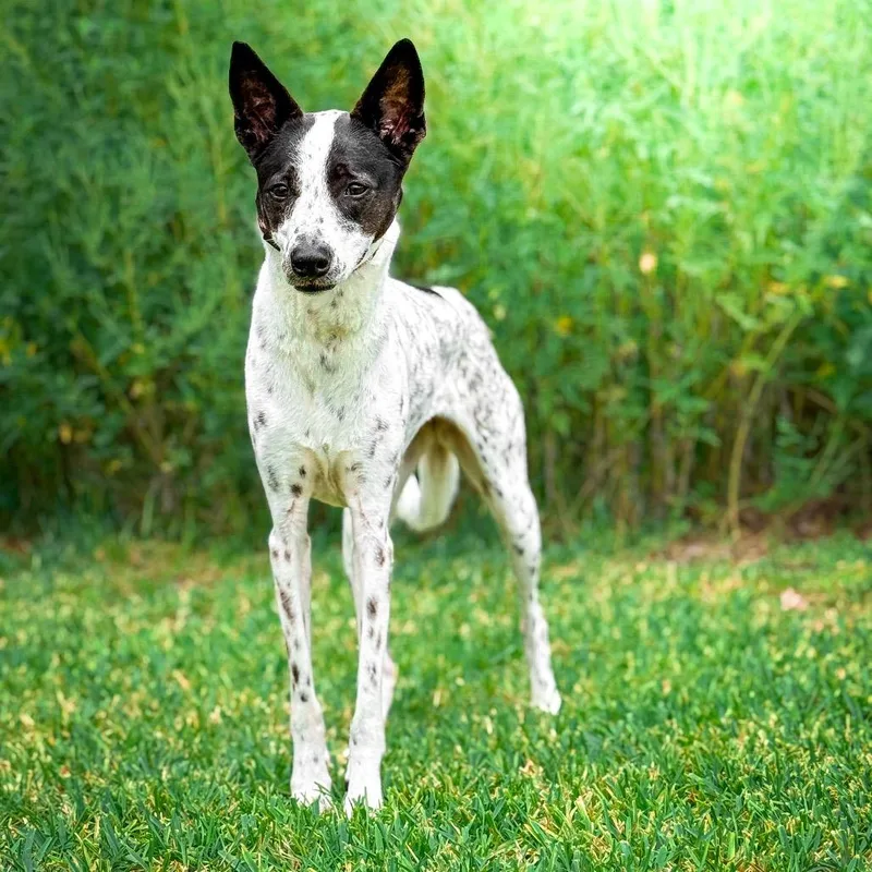 An adult medium-sized female White / Cream Cattle Dog dog named Bindi Sue for adoption in Deerfield, IL