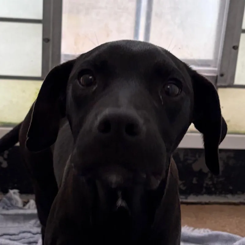 A baby medium-sized male Mixed Breed dog named Laramie for adoption in Middletown, RI