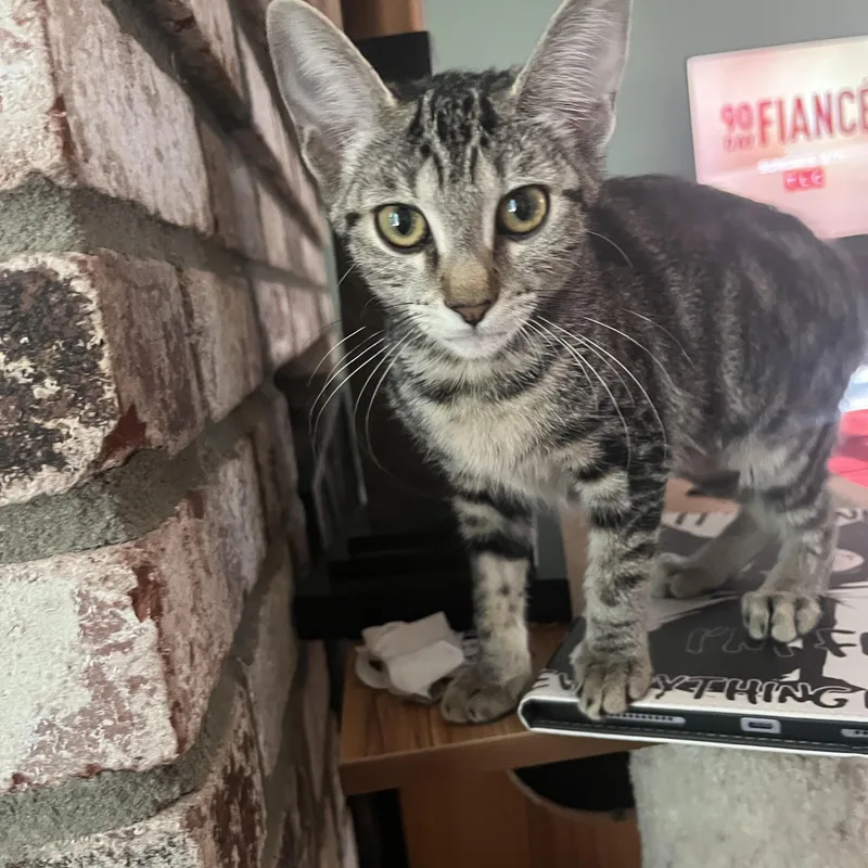 A young medium-sized female Tabby cat named Millie M. for adoption in Sacramento, CA