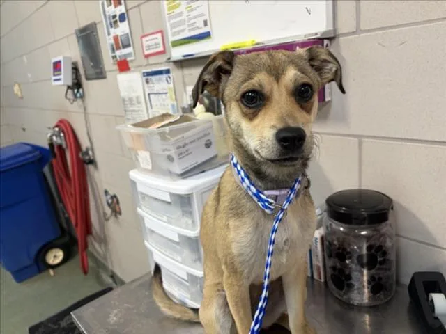 A young small-sized female Mixed Breed dog named A for adoption in Santa Fe, NM