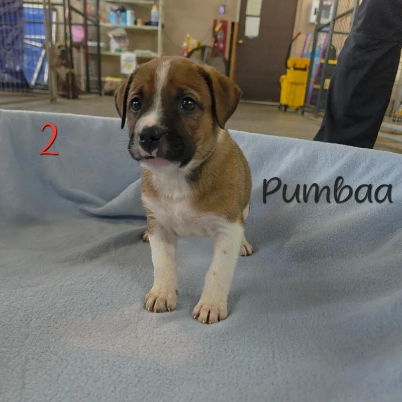 Pumbaa