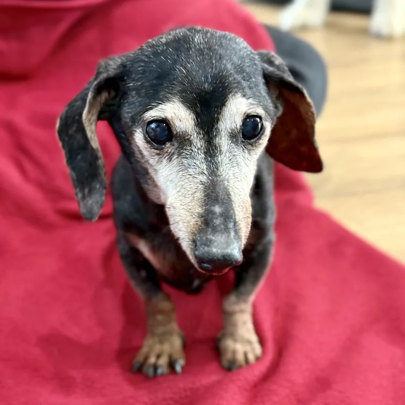 A senior small-sized female Black Dachshund dog named Martha for adoption in Livingston, TX
