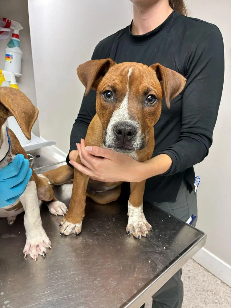 Guacamole thumbnail 2