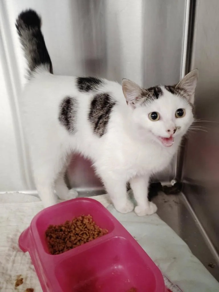 A baby medium-sized male Domestic Short Hair cat named Swayze for adoption in Republic, MO