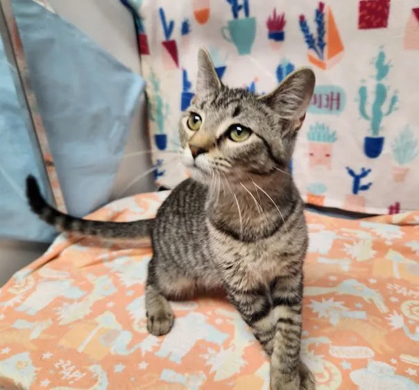 An adult medium-sized female Tabby (Gray / Blue / Silver) Domestic Short Hair cat named Ariel for adoption in Hoopeston, IL
