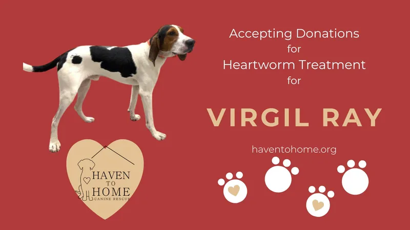 A young medium-sized male Coonhound dog named Virgil Ray for adoption in Berwick, PA