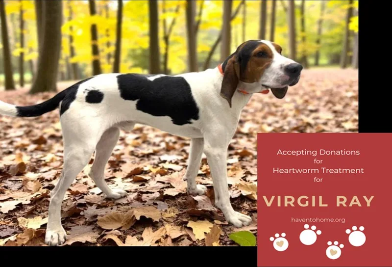 Virgil Ray thumbnail 3