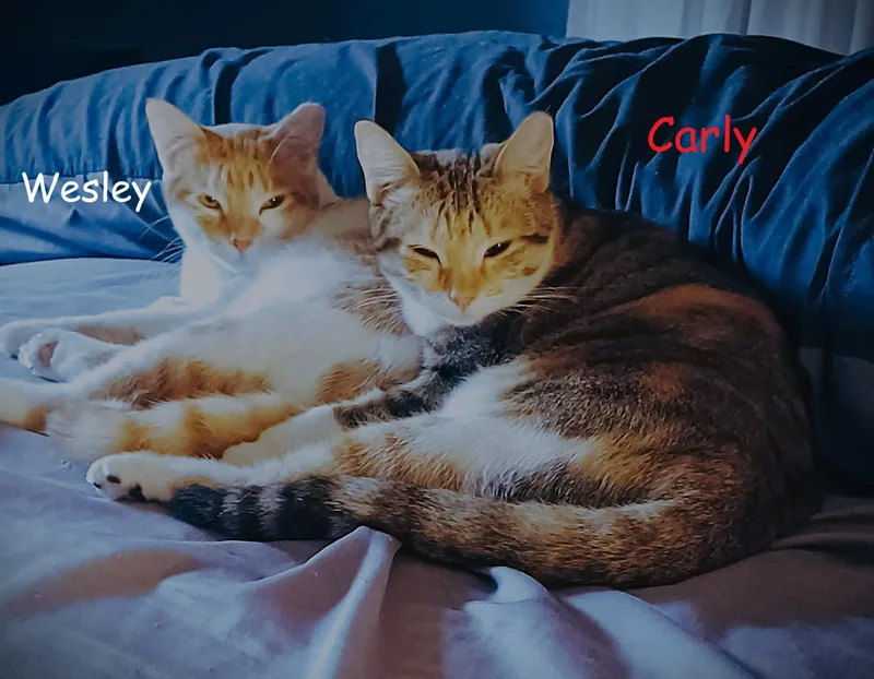 Carly thumbnail 3