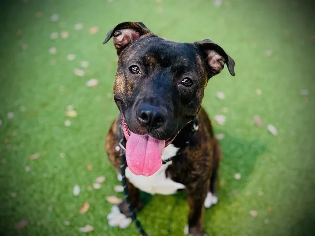 A young medium-sized male Pit Bull Terrier dog named Trout for adoption in Orlando, FL