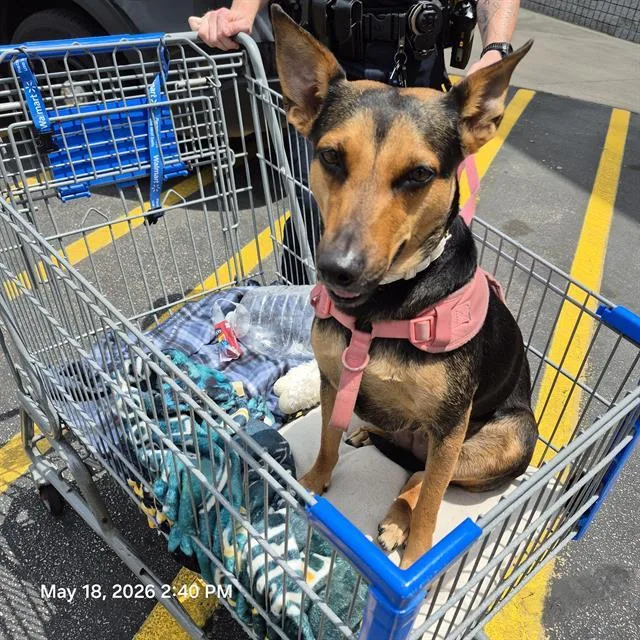 A young medium-sized female Terrier dog named Jana for adoption in San Antonio, TX