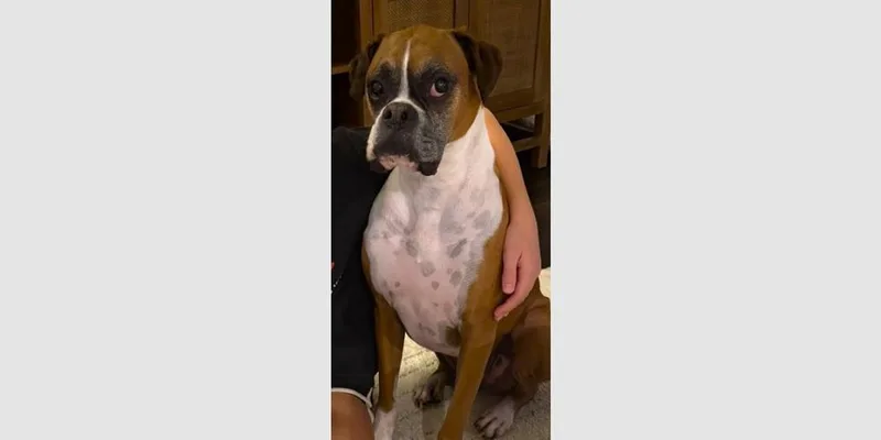 A senior medium-sized male Boxer dog named Lou Iii for adoption in Hewitt, TX