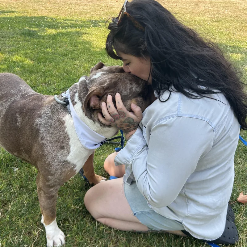 A young extra large-sized male Merle (Red) American Bully dog named Coleman for adoption in Olympia, WA
