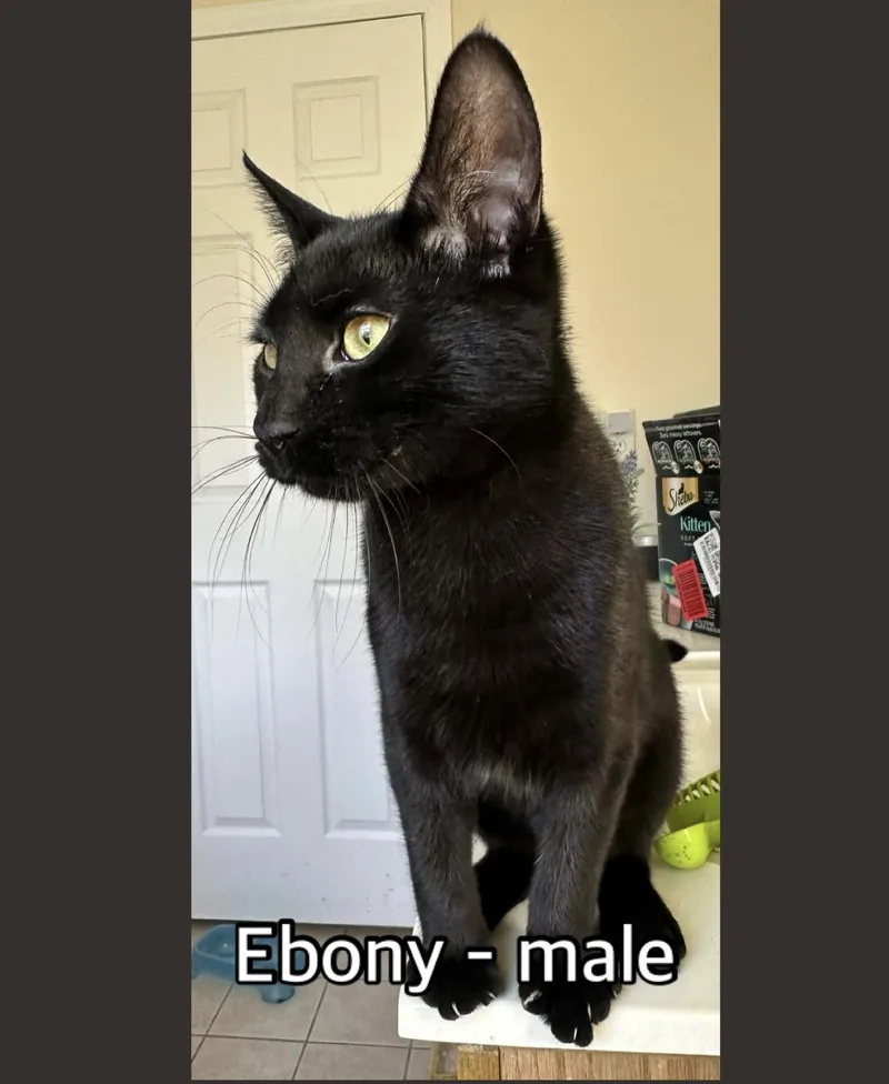 Ebony