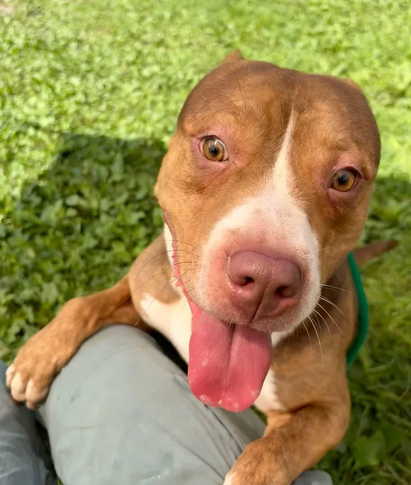 An adult medium-sized male Brown / Chocolate Pit Bull Terrier dog named Barrel for adoption in Chicago, IL