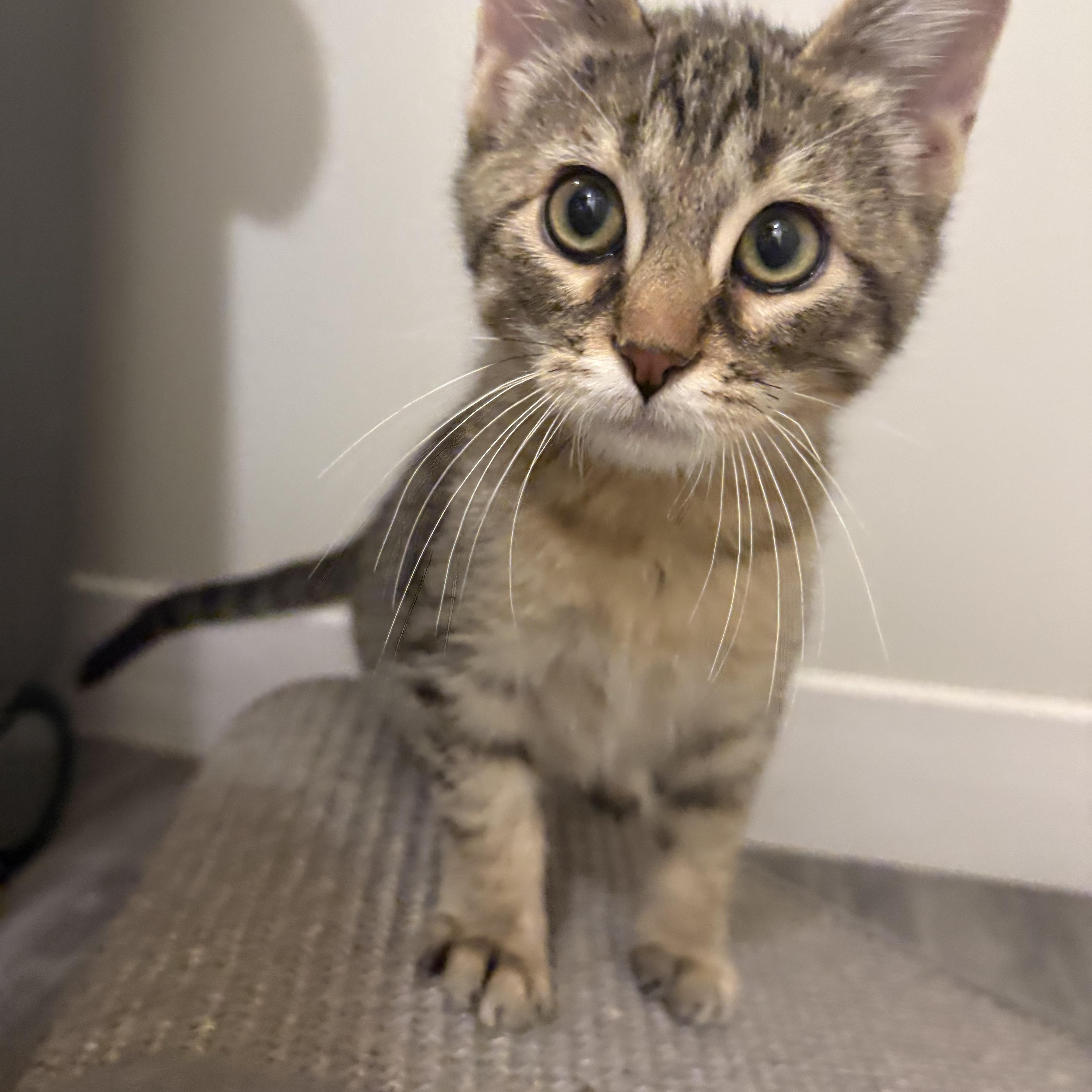 A baby medium-sized male Tabby (Brown / Chocolate) Domestic Short Hair cat named Malcolm for adoption in Omaha, NE