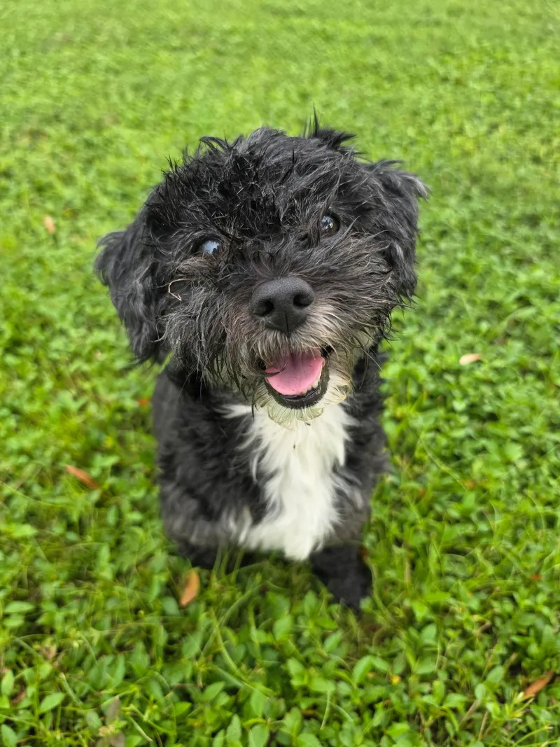 Otto