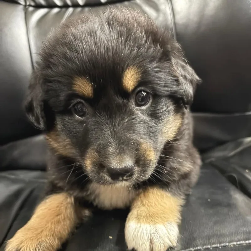 Peppermint thumbnail 2