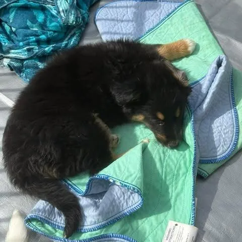 Peppermint thumbnail 3