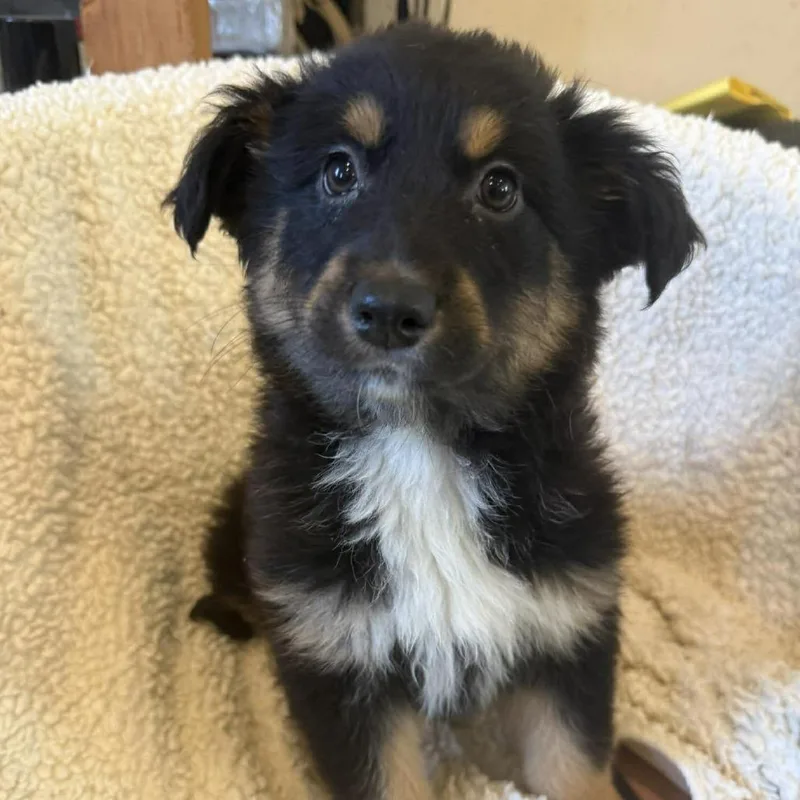 Peppermint thumbnail 4