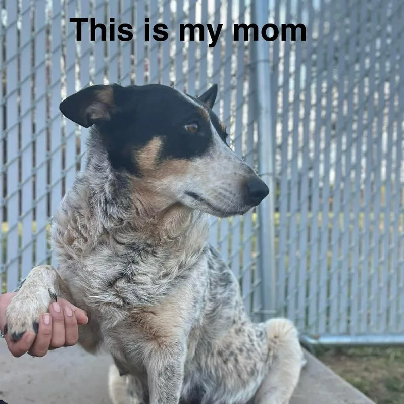 Peppermint thumbnail 5