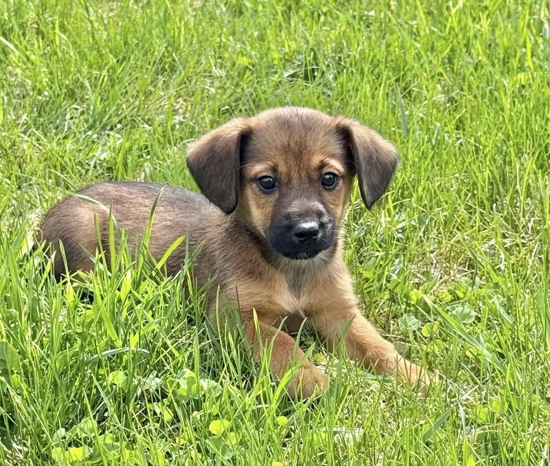A baby small-sized male Cairn Terrier dog named Mikey for adoption in Iron Ridge, WI