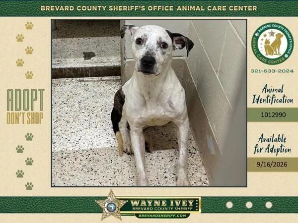 An adult large-sized female Mixed Breed dog named Beatrice for adoption in Melbourne, FL