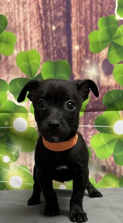 A young small-sized male Chihuahua dog named Slim for adoption in San Antonio, TX