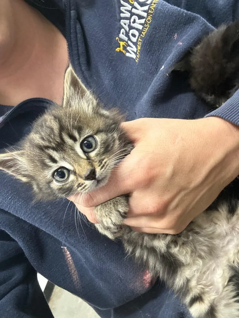 A baby small-sized female Domestic Short Hair cat named Chikn for adoption in Thousand Oaks, CA