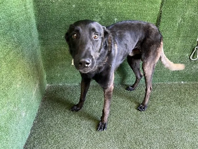 An adult medium-sized male Belgian Shepherd / Malinois dog named Roland for adoption in Lancaster, CA