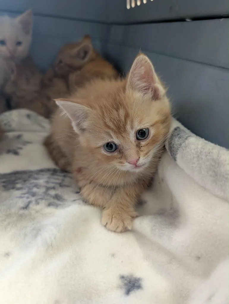 A baby medium-sized male Tabby cat named Adonis for adoption in Grand Junction, CO